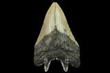Fossil Megalodon Tooth - North Carolina #131584-2